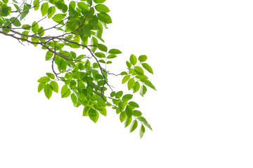 Green leaves isolated on white background, This has clipping path.
