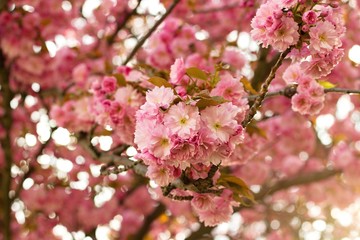 Pink sakura flowers in the park
