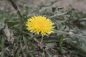 flower