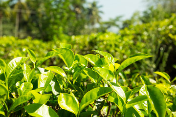Ceylon tea bushes, green plantations of Sri Lanka