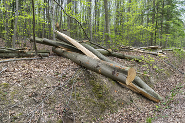 Felled beech trees at the edge of the road. Banner, wallpaper, background.
