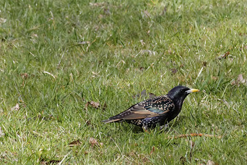 Bird in garden