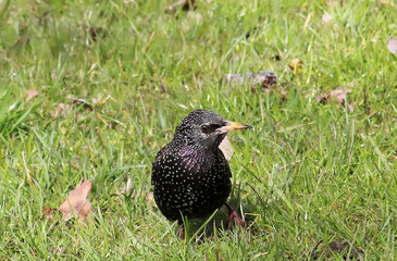 Bird in garden