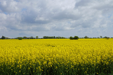 Rapsfeld auf Bornholm