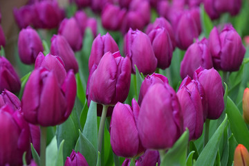 Purple fresh tulip flowers with green leaves