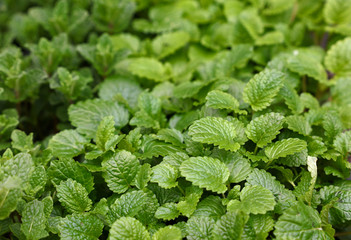 Green fresh mint leaves growing © breakingthewalls