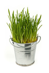 Spring green grass growing in bucket over white