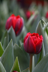 Red fresh tulip flowers with green leaves