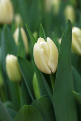 White fresh tulip flowers with green leaves