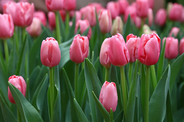 Pink tulip flowers with green leaves
