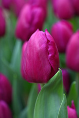 Purple fresh tulip flowers with green leaves