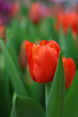 Red fresh tulip flowers with green leaves