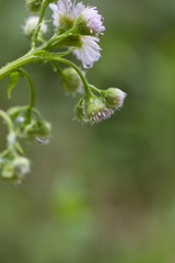 Morning dew