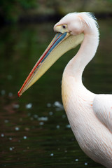 Portrait of a peacock close up 