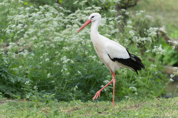 Fototapeta premium White stork (Ciconia ciconia).
