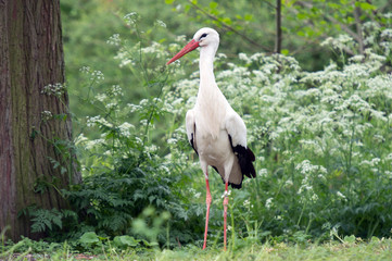 White stork (Ciconia ciconia).