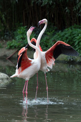 Beautiful Greater flamingos