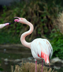 Fototapeta premium Beautiful Greater flamingos