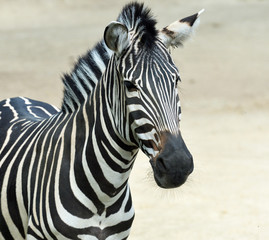 Zebra Portrait 