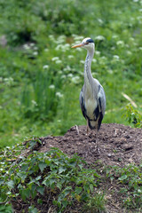 Grey heron (Ardea cinerea) 