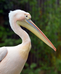 Portrait of a peacock close up 
