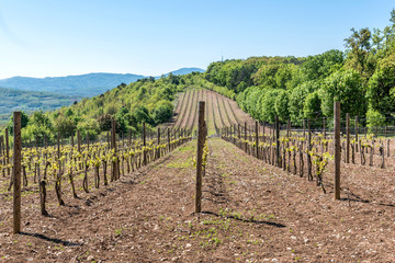 Fototapeta na wymiar Landscape with green vineyards and Mountains at background