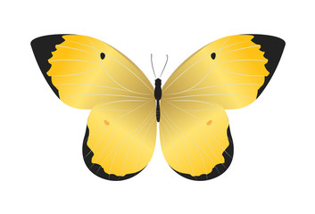 Isolated beautiful butterfly on white background. Yellow and black colors.