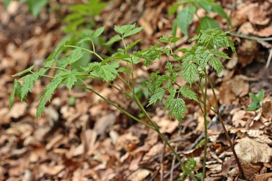 Ähriges Christophskraut (Actaea spicata) 