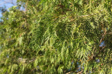 branches arborvitae selective focus