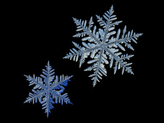 Two snowflakes, isolated on black background. This set composed from photos of real snow crystals: very big stellar dendrites with six long, elegant arms with many side branches and complex shape.