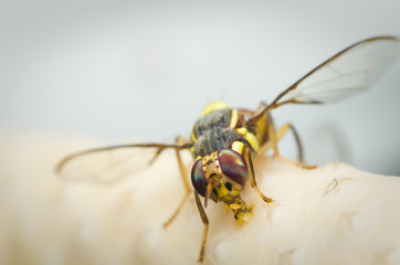 fruit fly on pollen.