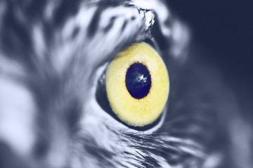 eagle eye closeup