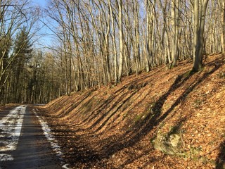 Franken Wald
