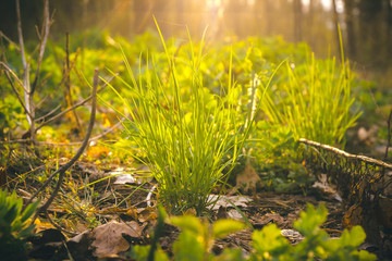 Spring grass on sunny day