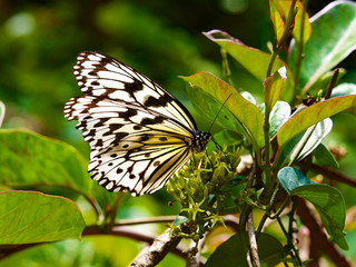 Idea leuconoe clara,Taiwan