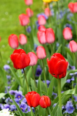 Red and pink  tulips in german spring garden. Shallow focus background.