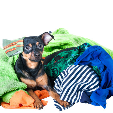 Dog Mess. Dog, Puppy, Toy Terrier Made A Mess Of The Clothes. On A White Background