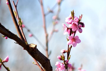 Fruit tree in flower