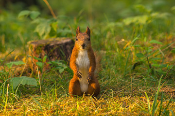 Portrait of red squirrel in front of white background