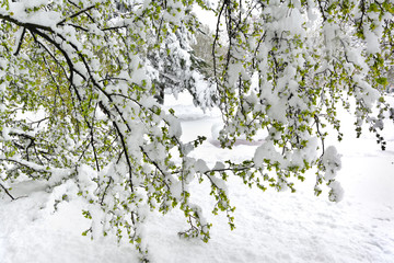 Drzewa przysypane śniegiem © gpmax
