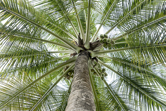 Coconut plam tree prespective view in Coorg, Karnataka, India