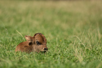 Aurochs