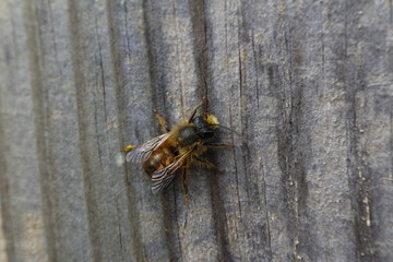 Biene mit Pollen auf Holz