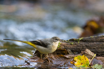 Bergeronnette des ruisseaux