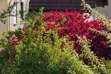 Fototapeta na wymiar flowers and hedges in spring