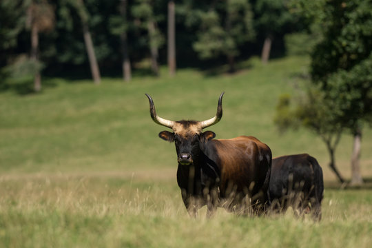 Aurochs