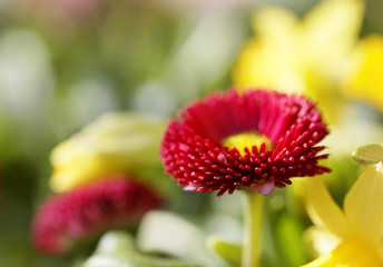 Red oxeye flower. Very short depth of focus