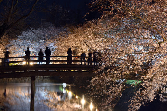 Cherry blossoms in Matsumoto castle light up