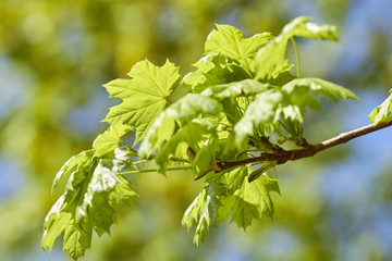 Fototapeta na wymiar budding maple leaves in spring, York County, Pennsylvania, USA