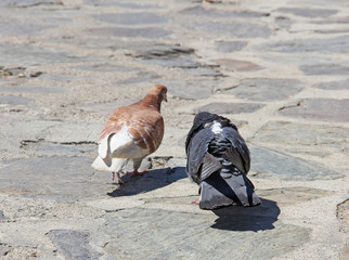 parade du pigeon